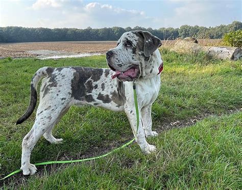 ATTENTION MEMBERS-- For over a decade, CKC has absorbed the ever-increasing printing, production, and shipping costs to offer our members great products and services at low prices. . Merle mastiff